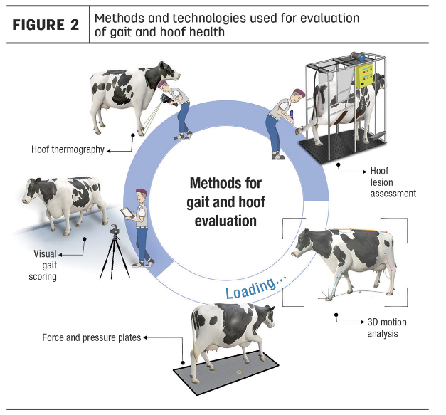 Beyond the stall: How partial outdoor access affects gait and hoof health of movement-restricted cows